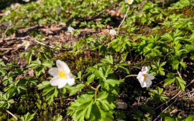 Vårfixa din MTB