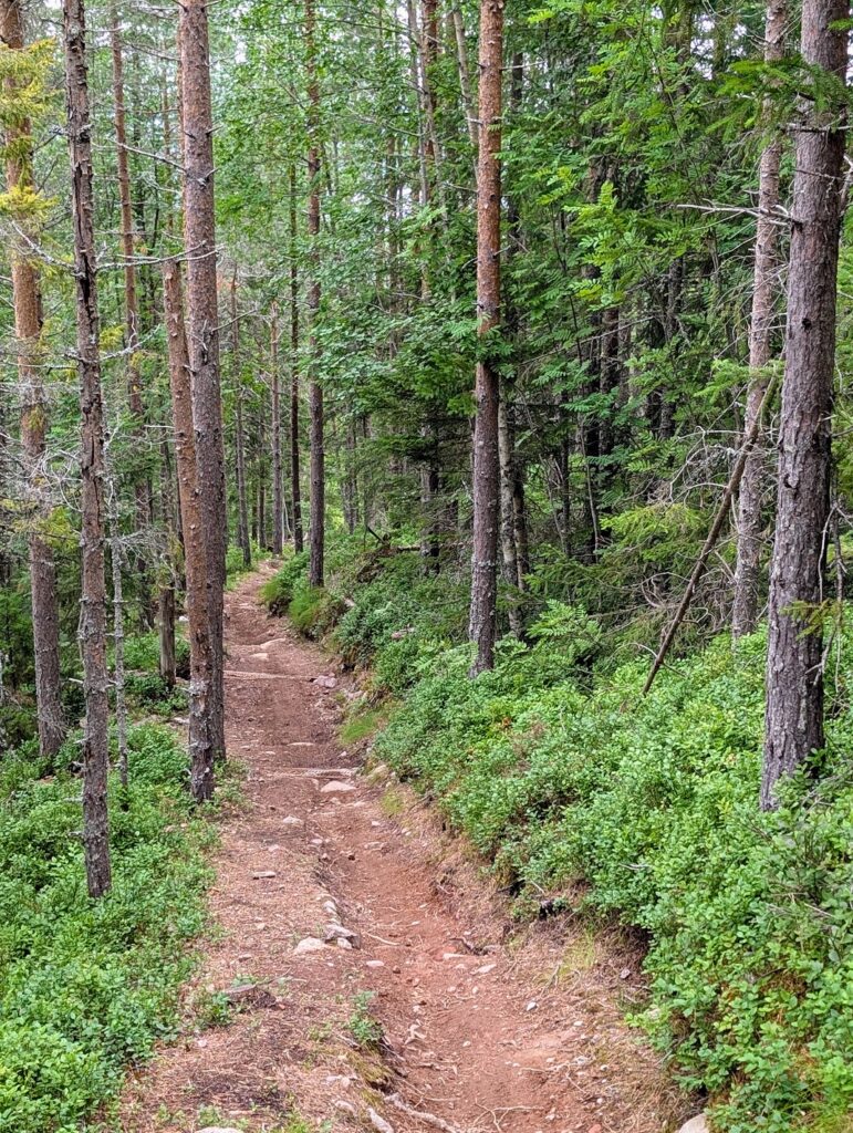 Gesunda Bike Park